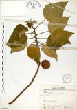 中文名:構樹(S065957)學名:Broussonetia papyrifera (L.) LHerit. ex Vent.(S065957)英文名:Kou-shui, Paper Mulberry