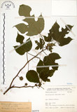 中文名:構樹(S065978)學名:Broussonetia papyrifera (L.) LHerit. ex Vent.(S065978)英文名:Kou-shui, Paper Mulberry