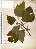 中文名:構樹(S066020)學名:Broussonetia papyrifera (L.) LHerit. ex Vent.(S066020)英文名:Kou-shui, Paper Mulberry