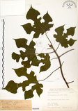 中文名:構樹(S066088)學名:Broussonetia papyrifera (L.) LHerit. ex Vent.(S066088)英文名:Kou-shui, Paper Mulberry