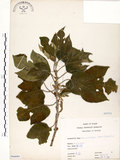 中文名:構樹(S066091)學名:Broussonetia papyrifera (L.) LHerit. ex Vent.(S066091)英文名:Kou-shui, Paper Mulberry