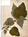 中文名:構樹(S066092)學名:Broussonetia papyrifera (L.) LHerit. ex Vent.(S066092)英文名:Kou-shui, Paper Mulberry