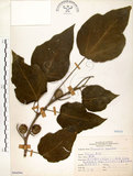 中文名:構樹(S066094)學名:Broussonetia papyrifera (L.) LHerit. ex Vent.(S066094)英文名:Kou-shui, Paper Mulberry