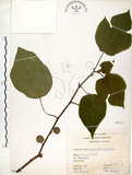 中文名:構樹(S066095)學名:Broussonetia papyrifera (L.) LHerit. ex Vent.(S066095)英文名:Kou-shui, Paper Mulberry