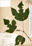 中文名:構樹(S066096)學名:Broussonetia papyrifera (L.) LHerit. ex Vent.(S066096)英文名:Kou-shui, Paper Mulberry