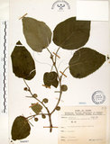 中文名:構樹(S066097)學名:Broussonetia papyrifera (L.) LHerit. ex Vent.(S066097)英文名:Kou-shui, Paper Mulberry