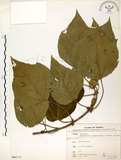 中文名:構樹(S066112)學名:Broussonetia papyrifera (L.) LHerit. ex Vent.(S066112)英文名:Kou-shui, Paper Mulberry