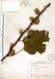 中文名:構樹(S066142)學名:Broussonetia papyrifera (L.) LHerit. ex Vent.(S066142)英文名:Kou-shui, Paper Mulberry
