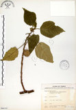 中文名:構樹(S066143)學名:Broussonetia papyrifera (L.) LHerit. ex Vent.(S066143)英文名:Kou-shui, Paper Mulberry