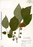 中文名:構樹(S068828)學名:Broussonetia papyrifera (L.) LHerit. ex Vent.(S068828)英文名:Kou-shui, Paper Mulberry