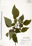 中文名:構樹(S072777)學名:Broussonetia papyrifera (L.) LHerit. ex Vent.(S072777)英文名:Kou-shui, Paper Mulberry