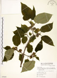 中文名:構樹(S078045)學名:Broussonetia papyrifera (L.) LHerit. ex Vent.(S078045)英文名:Kou-shui, Paper Mulberry