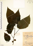 中文名:構樹(S078880)學名:Broussonetia papyrifera (L.) LHerit. ex Vent.(S078880)英文名:Kou-shui, Paper Mulberry