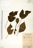 中文名:構樹(S079116)學名:Broussonetia papyrifera (L.) LHerit. ex Vent.(S079116)英文名:Kou-shui, Paper Mulberry