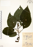 中文名:構樹(S079362)學名:Broussonetia papyrifera (L.) LHerit. ex Vent.(S079362)英文名:Kou-shui, Paper Mulberry