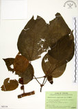 中文名:構樹(S082150)學名:Broussonetia papyrifera (L.) LHerit. ex Vent.(S082150)英文名:Kou-shui, Paper Mulberry