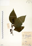 中文名:構樹(S084816)學名:Broussonetia papyrifera (L.) LHerit. ex Vent.(S084816)英文名:Kou-shui, Paper Mulberry