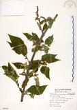 中文名:構樹(S085292)學名:Broussonetia papyrifera (L.) LHerit. ex Vent.(S085292)英文名:Kou-shui, Paper Mulberry