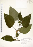 中文名:構樹(S085878)學名:Broussonetia papyrifera (L.) LHerit. ex Vent.(S085878)英文名:Kou-shui, Paper Mulberry