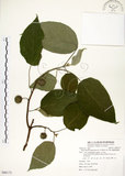 中文名:構樹(S086172)學名:Broussonetia papyrifera (L.) LHerit. ex Vent.(S086172)英文名:Kou-shui, Paper Mulberry