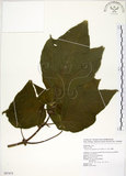 中文名:構樹(S087475)學名:Broussonetia papyrifera (L.) LHerit. ex Vent.(S087475)英文名:Kou-shui, Paper Mulberry