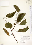 中文名:構樹(S091956)學名:Broussonetia papyrifera (L.) LHerit. ex Vent.(S091956)英文名:Kou-shui, Paper Mulberry