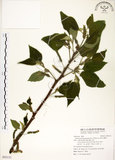 中文名:構樹(S092131)學名:Broussonetia papyrifera (L.) LHerit. ex Vent.(S092131)英文名:Kou-shui, Paper Mulberry