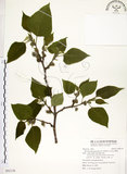中文名:構樹(S092138)學名:Broussonetia papyrifera (L.) LHerit. ex Vent.(S092138)英文名:Kou-shui, Paper Mulberry