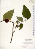 中文名:構樹(S092809)學名:Broussonetia papyrifera (L.) LHerit. ex Vent.(S092809)英文名:Kou-shui, Paper Mulberry