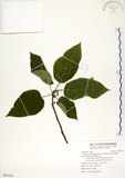 中文名:構樹(S093165)學名:Broussonetia papyrifera (L.) LHerit. ex Vent.(S093165)英文名:Kou-shui, Paper Mulberry