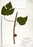 中文名:構樹(S093180)學名:Broussonetia papyrifera (L.) LHerit. ex Vent.(S093180)英文名:Kou-shui, Paper Mulberry