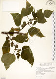 中文名:構樹(S094989)學名:Broussonetia papyrifera (L.) LHerit. ex Vent.(S094989)英文名:Kou-shui, Paper Mulberry