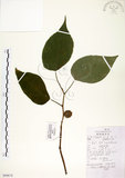 中文名:構樹(S099674)學名:Broussonetia papyrifera (L.) LHerit. ex Vent.(S099674)英文名:Kou-shui, Paper Mulberry