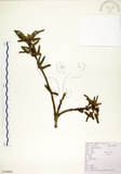 中文名:構樹(S100093)學名:Broussonetia papyrifera (L.) LHerit. ex Vent.(S100093)英文名:Kou-shui, Paper Mulberry