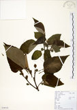 中文名:構樹(S100120)學名:Broussonetia papyrifera (L.) LHerit. ex Vent.(S100120)英文名:Kou-shui, Paper Mulberry
