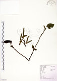中文名:構樹(S100130)學名:Broussonetia papyrifera (L.) LHerit. ex Vent.(S100130)英文名:Kou-shui, Paper Mulberry