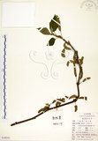 中文名:構樹(S100241)學名:Broussonetia papyrifera (L.) LHerit. ex Vent.(S100241)英文名:Kou-shui, Paper Mulberry