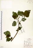 中文名:構樹(S100330)學名:Broussonetia papyrifera (L.) LHerit. ex Vent.(S100330)英文名:Kou-shui, Paper Mulberry