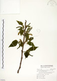 中文名:構樹(S100541)學名:Broussonetia papyrifera (L.) LHerit. ex Vent.(S100541)英文名:Kou-shui, Paper Mulberry