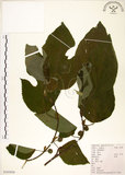 中文名:構樹(S103856)學名:Broussonetia papyrifera (L.) LHerit. ex Vent.(S103856)英文名:Kou-shui, Paper Mulberry