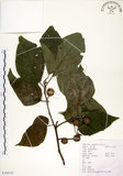 中文名:構樹(S104133)學名:Broussonetia papyrifera (L.) LHerit. ex Vent.(S104133)英文名:Kou-shui, Paper Mulberry