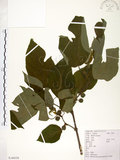 中文名:構樹(S104359)學名:Broussonetia papyrifera (L.) LHerit. ex Vent.(S104359)英文名:Kou-shui, Paper Mulberry