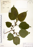 中文名:構樹(S105245)學名:Broussonetia papyrifera (L.) LHerit. ex Vent.(S105245)英文名:Kou-shui, Paper Mulberry