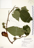 中文名:構樹(S108555)學名:Broussonetia papyrifera (L.) LHerit. ex Vent.(S108555)英文名:Kou-shui, Paper Mulberry