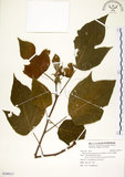 中文名:構樹(S109317)學名:Broussonetia papyrifera (L.) LHerit. ex Vent.(S109317)英文名:Kou-shui, Paper Mulberry