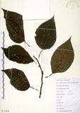 中文名:構樹(S111650)學名:Broussonetia papyrifera (L.) LHerit. ex Vent.(S111650)英文名:Kou-shui, Paper Mulberry