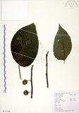 中文名:構樹(S111798)學名:Broussonetia papyrifera (L.) LHerit. ex Vent.(S111798)英文名:Kou-shui, Paper Mulberry