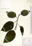 中文名:構樹(S112078)學名:Broussonetia papyrifera (L.) LHerit. ex Vent.(S112078)英文名:Kou-shui, Paper Mulberry