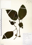 中文名:構樹(S112271)學名:Broussonetia papyrifera (L.) LHerit. ex Vent.(S112271)英文名:Kou-shui, Paper Mulberry
