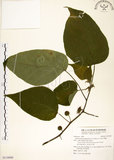 中文名:構樹(S116000)學名:Broussonetia papyrifera (L.) LHerit. ex Vent.(S116000)英文名:Kou-shui, Paper Mulberry